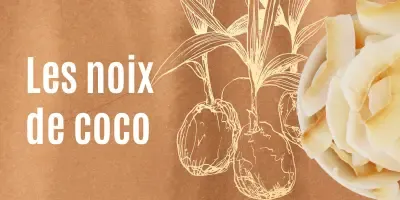 Famille Noix de coco