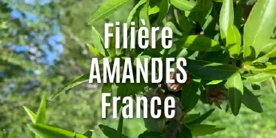 Filière Amandes