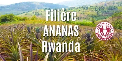 Filière Les ananas séchés
