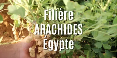 Filière Les arachides