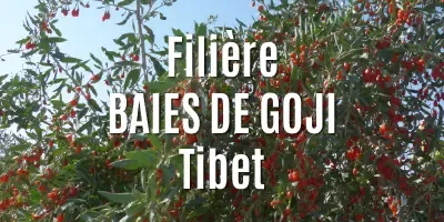 Les Baies de Goji