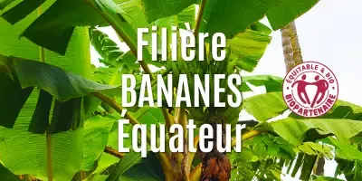 Filière Bananes séchées