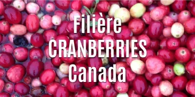 Les cranberries