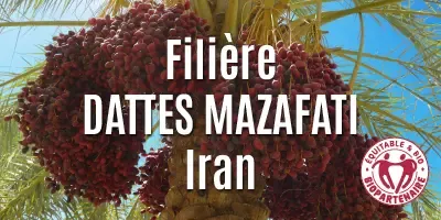 Filière Les dattes Mazafati