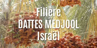 Filière Les Dattes Medjool