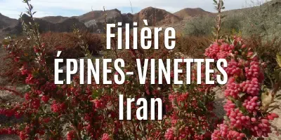 Filière L'épine-vinette