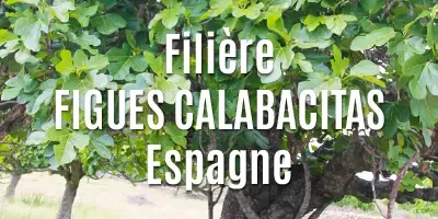 Filière Les figues Calabacitas
