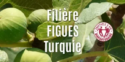 Filière Les figues séchées