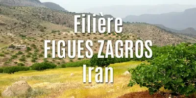 Filière Les figues Zagros