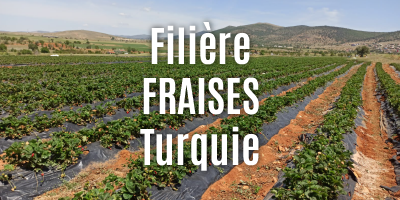 Fraises séchées