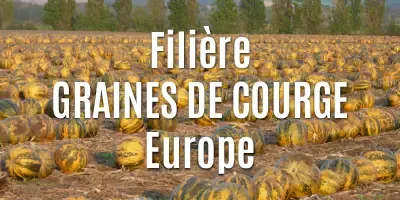 Les graines de courge