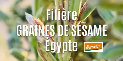 Sésame