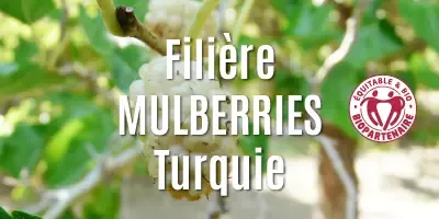 Filière Les mulberries