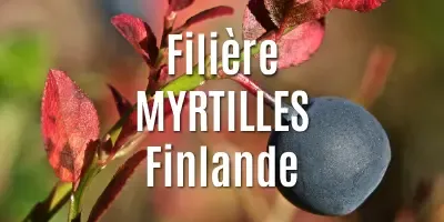Les myrtilles sauvages