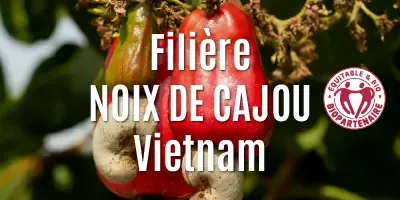 Les noix de cajou