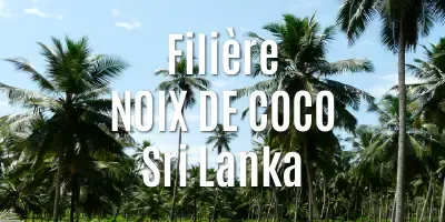 Les noix de coco