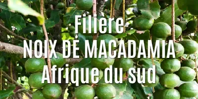 Les noix de Macadamia