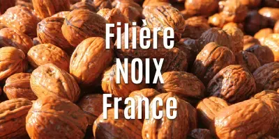 Filière Les cerneaux de noix