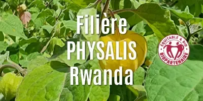 Filière Les physalis