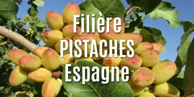 Filière Les pistaches