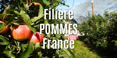 Filière Les pommes séchées