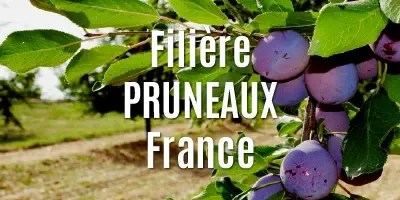 Filière Les pruneaux