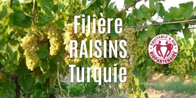 Filière Les raisins
