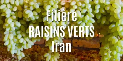 Les raisins verts