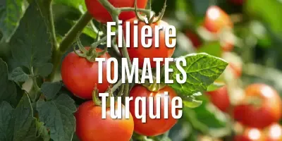 Filière Les tomates séchées