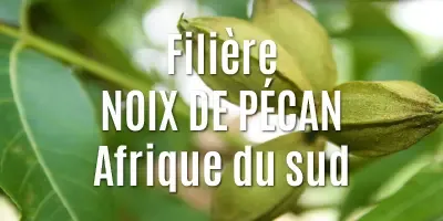 Les noix de Pécan
