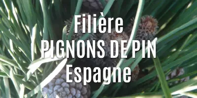 Filière Les pignons de pin