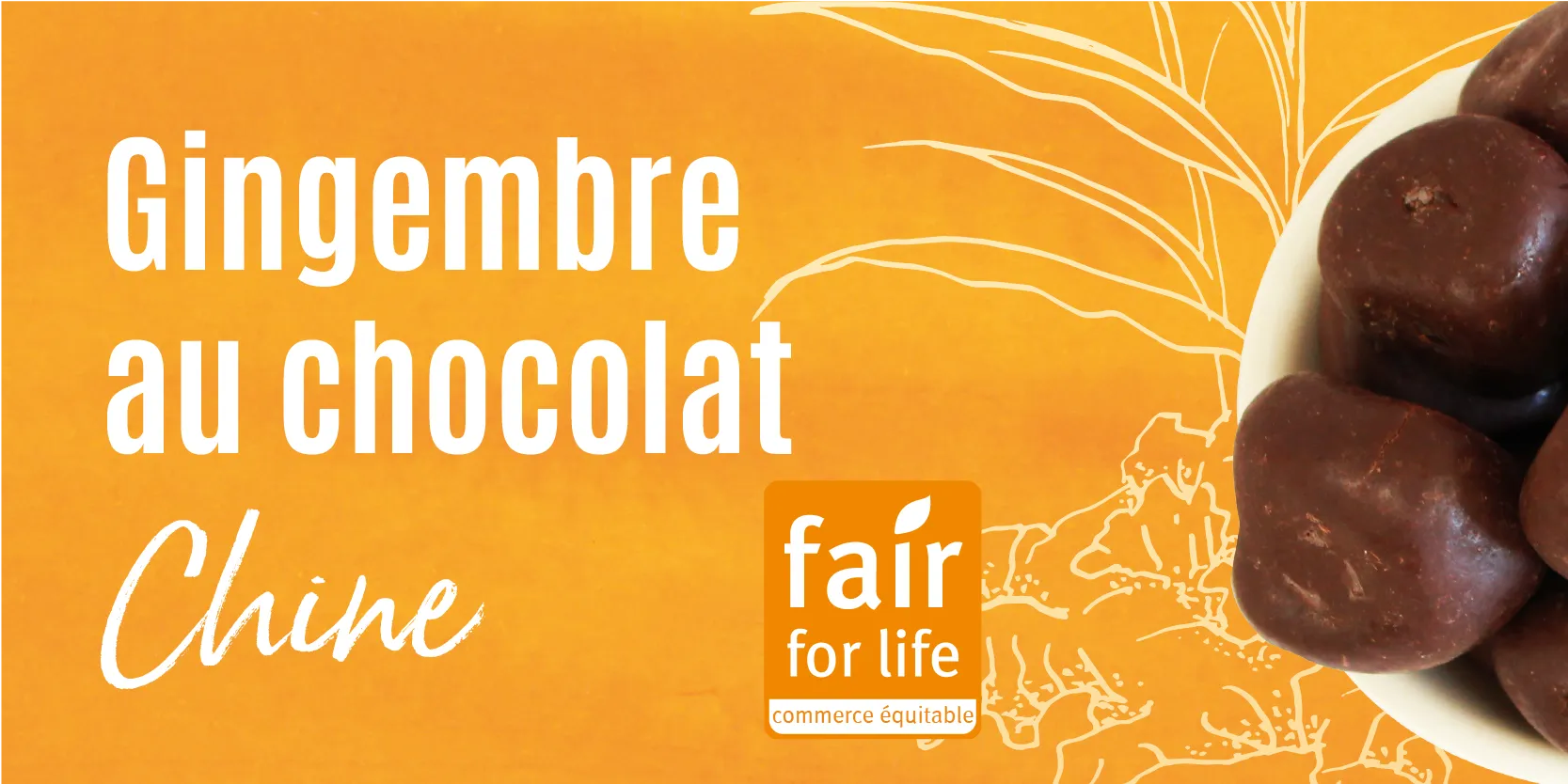 Gingembre au chocolat