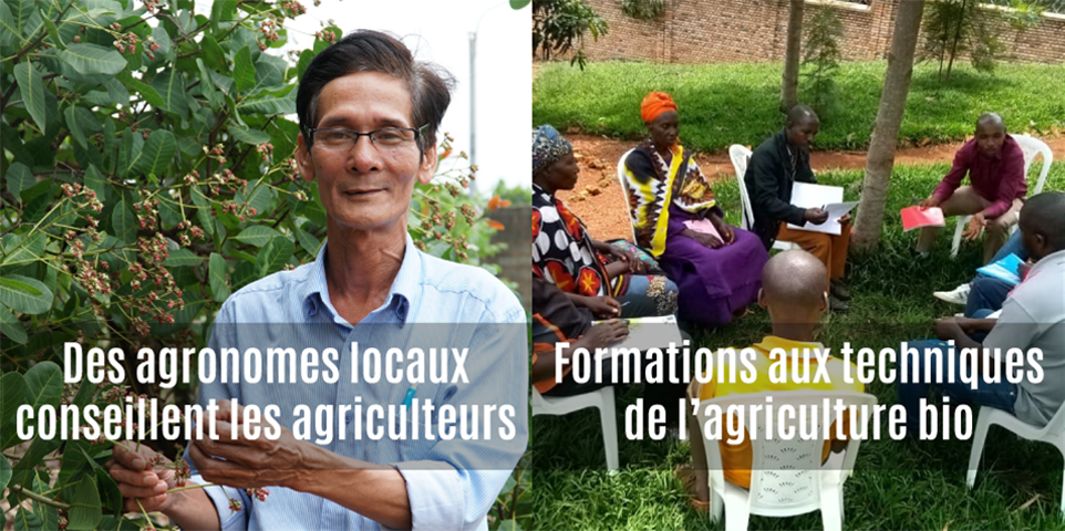 Agronome pour conseiller les producteurs de noix de cajou au Vietnam et formation aux techniques de l'agriculture biologiques pour les producteurs d'ananas au Rwanda