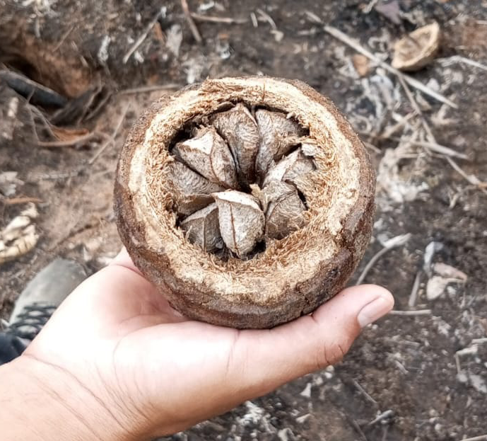Noix d'Amazonie des forêts de Cobija en Bolivie présentée dans sa coque