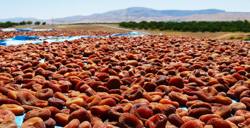 Séchage des abricots sous le soleil des plateaux de Malatya en Turquie