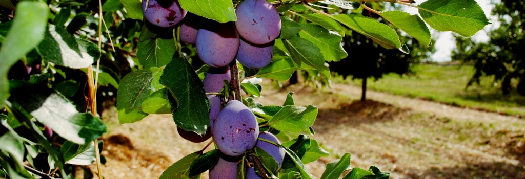 Pruneaux d'Agen