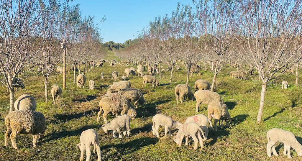 Pâturage moutons dans les champs d'amandiers