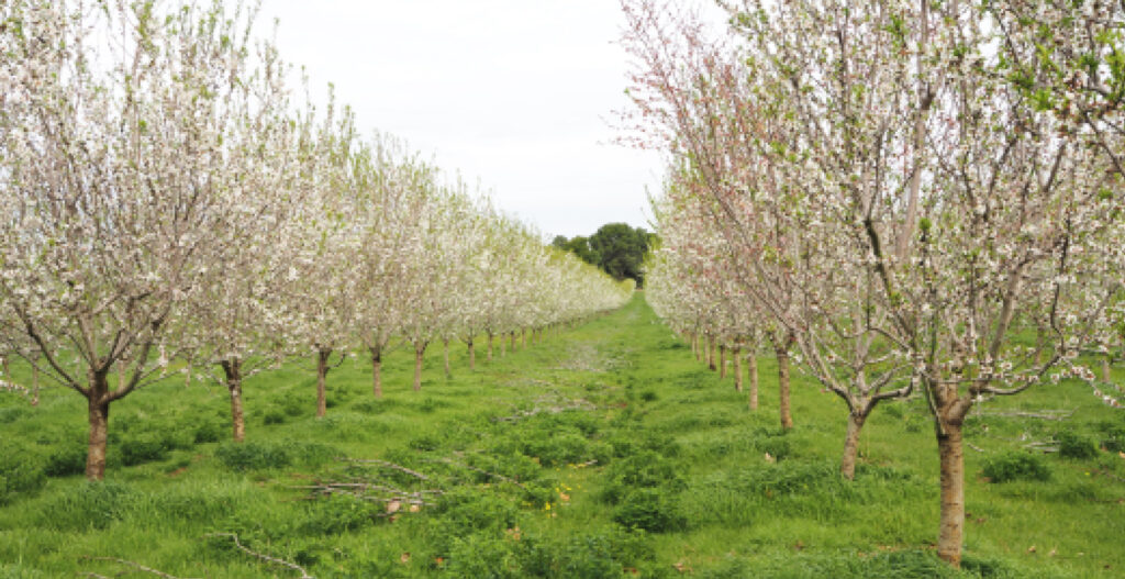 agroécologie, agriculture regenerative