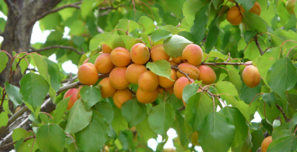 Abricots des plateaux de Malatya en Turquie