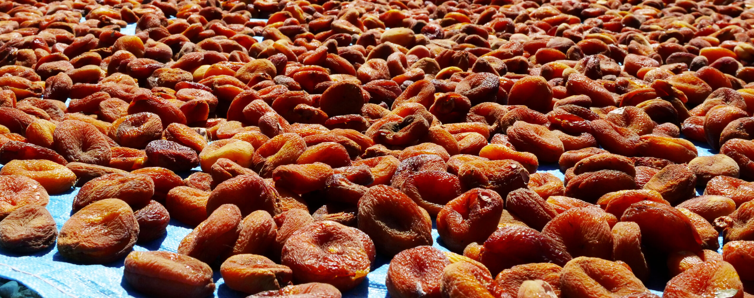 Séchage des abricots en Turquie