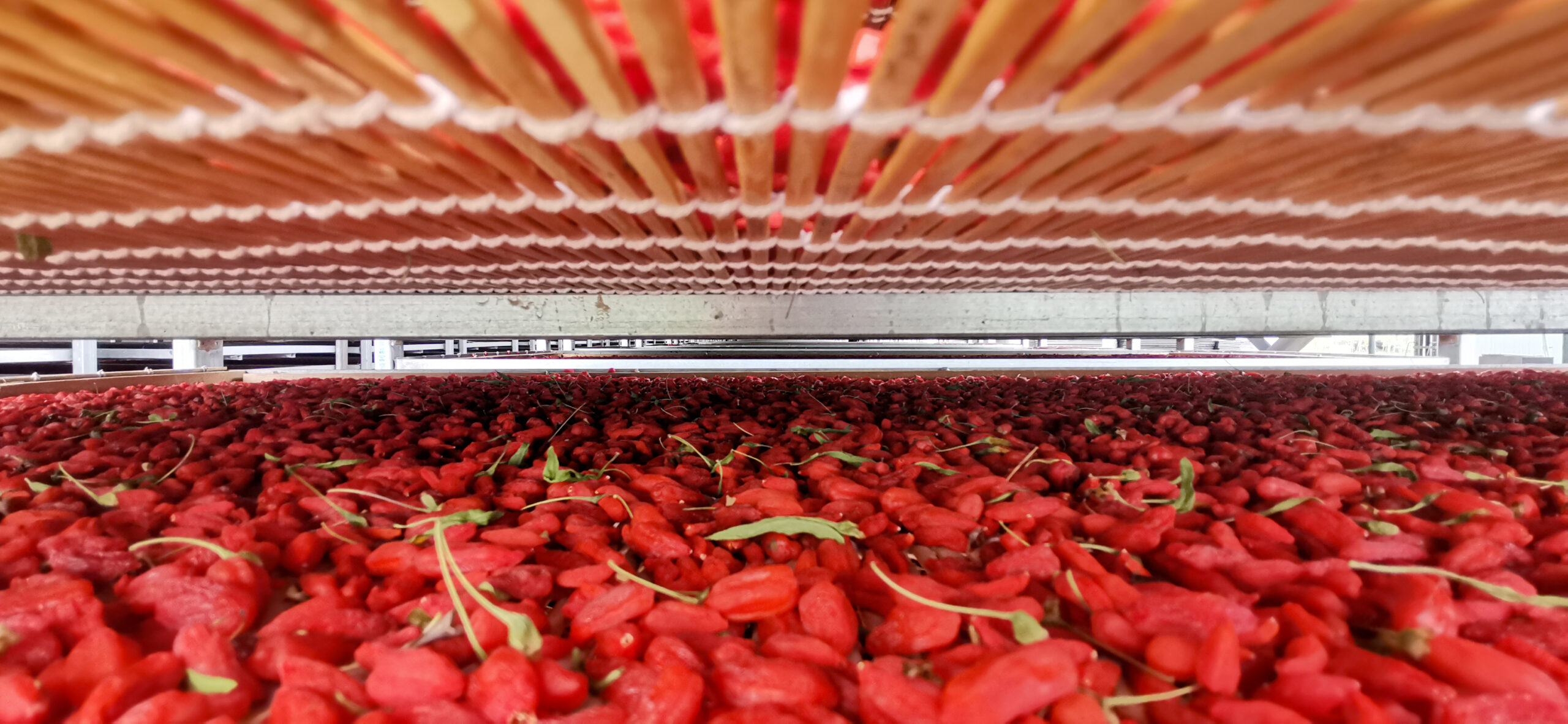 Séchage des baies de Goji
