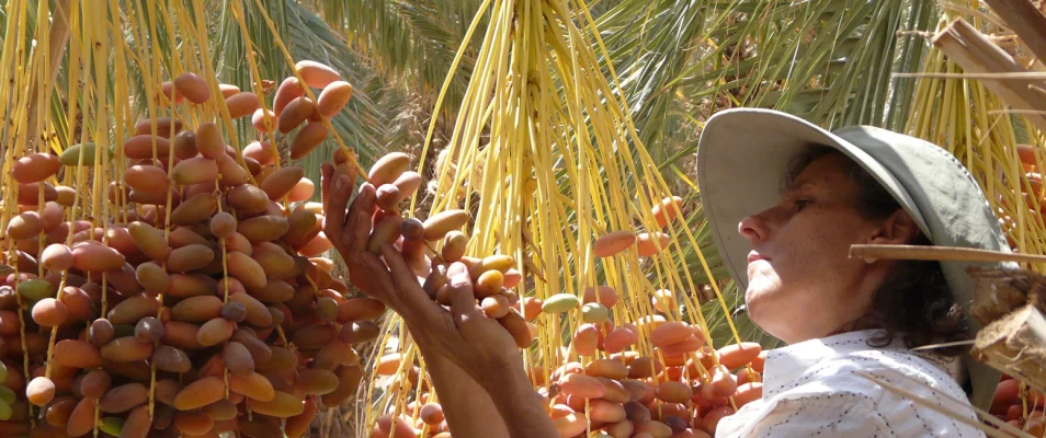 Dattes medjool